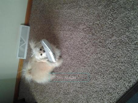Cougar Easters Over But i ll Still Be Your Bunny [[ 316 518 6849 ]], 69