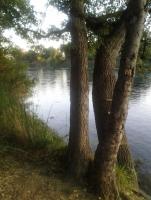 Listing Picture