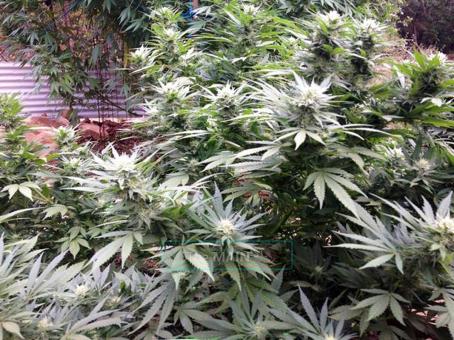 Hot girls needed for 420 work near Oroville, 30