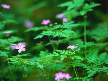 ðŸ?šðŸŒ¾ðŸŒ¾~~~~~ --- R E L A X ! * R E S T O R E ! * R E J U V E N A T E ! --- ~~~~~ ðŸŒ¾ðŸŒ¾ðŸ?š, 49