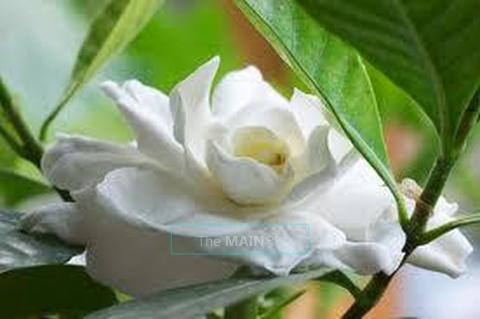 Soothing & Refreshing Body Work,{ It really works! } Achy ?, 34