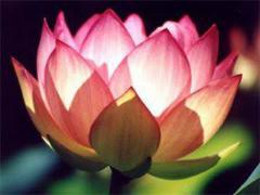 Beautiful European CMT wishing YouWell4The Beautiful Season!, 31