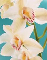 ★ â€” Relaxing Body Massage @ Yosemite Massage â€” ★, 28