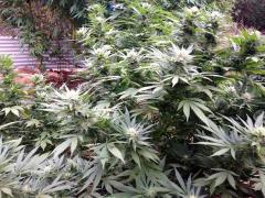 Hot girls needed for 420 work near Oroville, 30