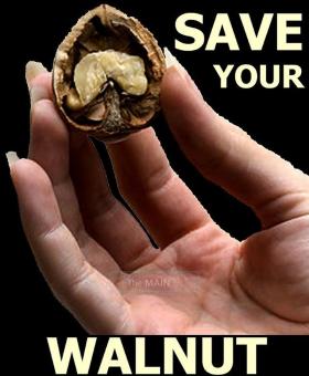 SAVE your Walnut, 50
